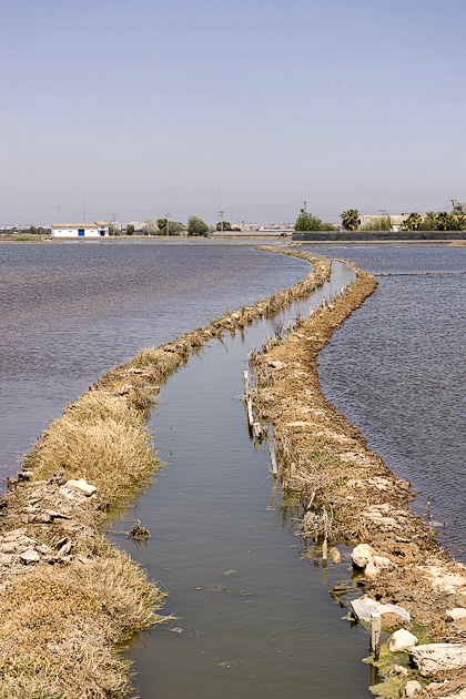 Read more about the article Biking through Albufera’s Rice Fields