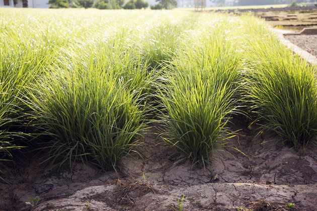 Read more about the article A Tour of Valencia’s Horchata Fields